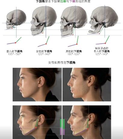 頭骨結(jié)構(gòu)詳解